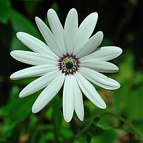 Blossom white starflower