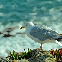 Seagull