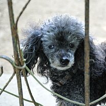 Poodle at the garden gate