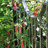 Garden gate with fuchsias