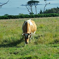 Cow on the pasture in front of the sea