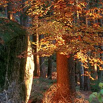 Herbstbaum mit Felsen