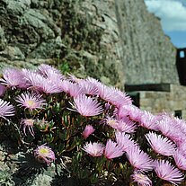 Flowers on the rock with castle