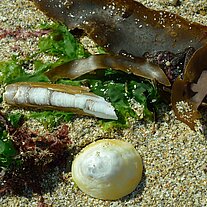 Shells and seaweed