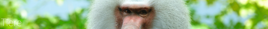 2-Tages Besuch in Leipzig mit Zoo