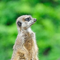 Erdmännchen