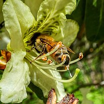 Biene in eine Blüte Biene in eine Blüte