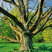 Baum im Park