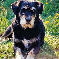 Hund