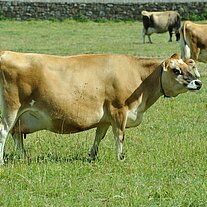 Jersey Kühe Jersey Kühe
