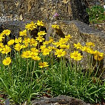 Blümchen zwischen den Steinen Blümchen zwischen den Steinen