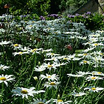 Margueriten Margueriten