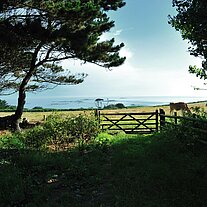 Weide mit Bäumen und Meer Weide mit Bäumen und Meer