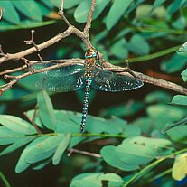 Libelle blaugrüne Mosaikjungfer