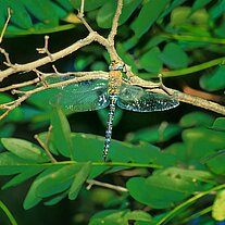 Libelle blaugrüne Mosaikjungfer