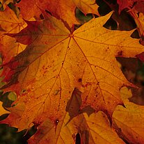 Herbstblätter Herbstblätter