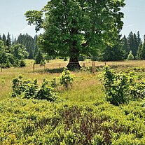 ein Schachtenbaum