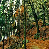 Weg durch den Herbstwald Weg durch den Herbstwald