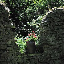 Topf mit Geranien in der Ruine Topf mit Geranien in der Ruine