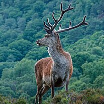 Hirsch am Abend Hirsch am Abend