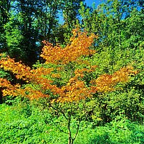 junger Ahorn in Herbstfarben junger Ahorn in Herbstfarben