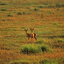 2 Rehe 2 Rehe