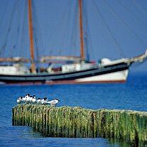Segelschiff mit Möwen Segelschiff mit Möwen