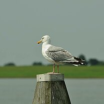 Möve