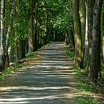 Allee Radweg Allee Radweg