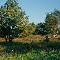 Dünenheide Dünenheide