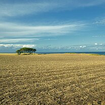 Acker am Meer mit Baumgruppe
