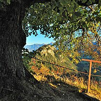 Baum an der Ruine Falkenstein