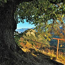 Baum an der Ruine Falkenstein Baum an der Ruine Falkenstein