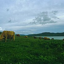Highland Cattle Highland Cattle