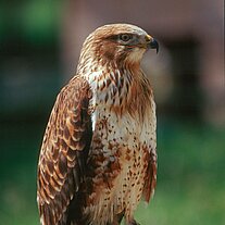 Gerfalke ( Falco rusticolus )
