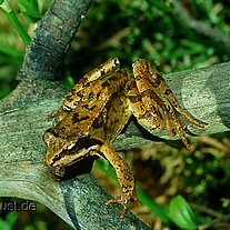 Laubfrosch Laubfrosch