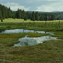Filz an der Ahornsäge Fischerfilz