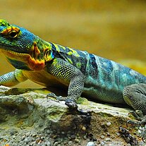 Leguan