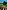 Feld