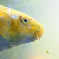 Koi Karpfen