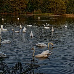 Schwäne auf dem See Schwäne auf dem See