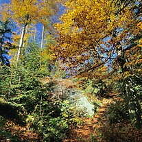 Herbstwald mit Weg Herbstwald mit Weg