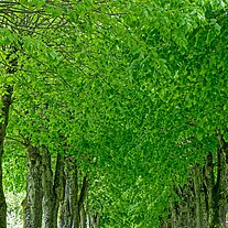 Allee Allee