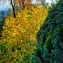 Felsen und Busch Felsen und Busch