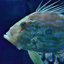 Fisch im Ozeaneum Fisch im Ozeaneum