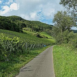 Radweg vor Piesport Radweg vor Piesport