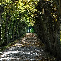 Buchenallee