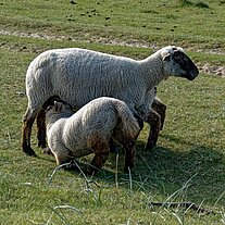 Schafe am Rudjerg Knude Fyr Schafe am Rudjerg Knude Fyr