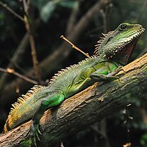 Leguan