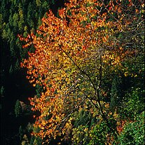 Herbst - Baum am Hang